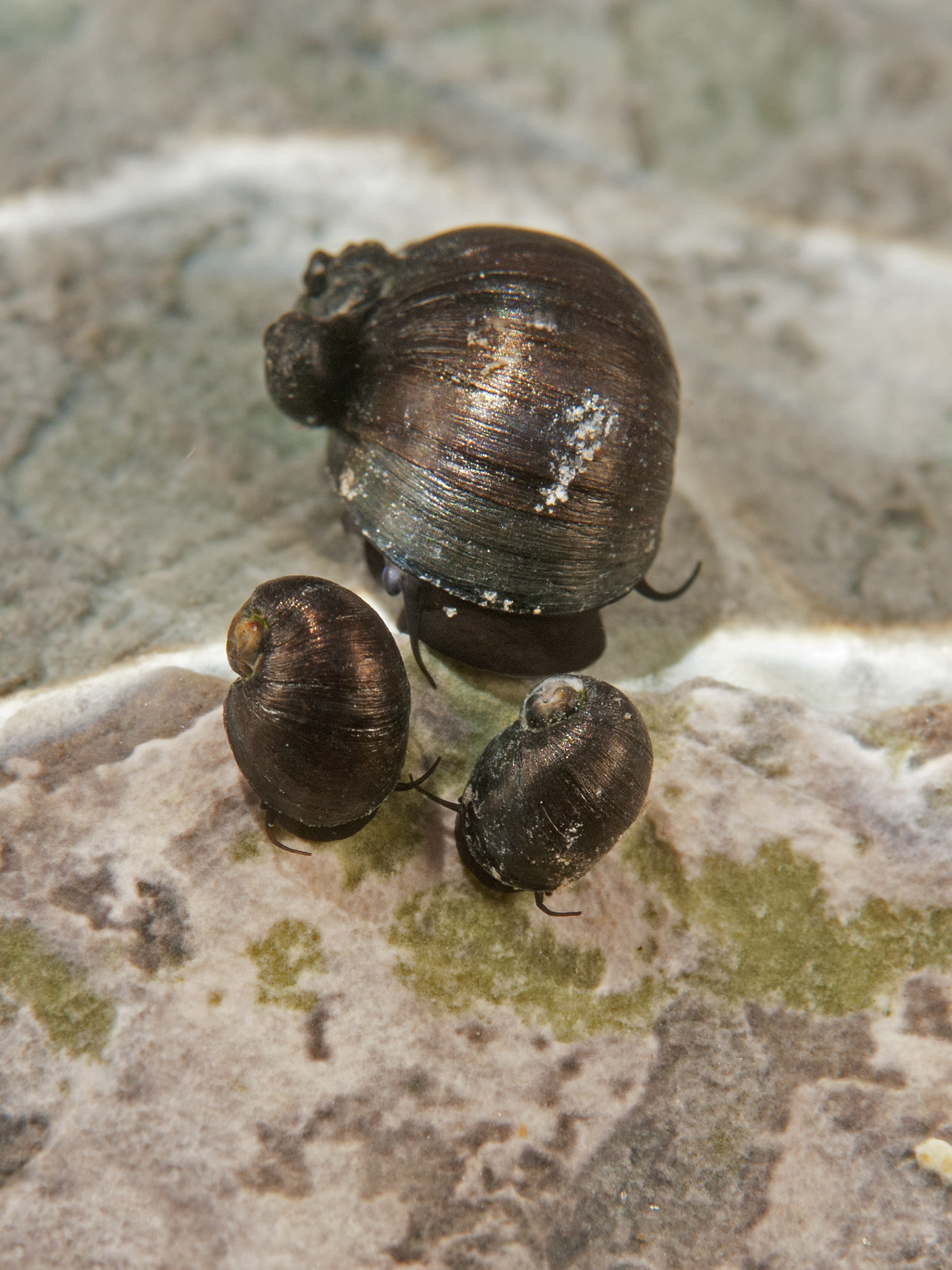 2_Násfay Béla_B_X_38139mvre.jpg